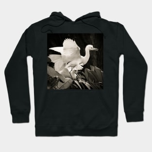 Cattle egret courtship display Hoodie